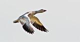 Snow Goose In Flight_19803